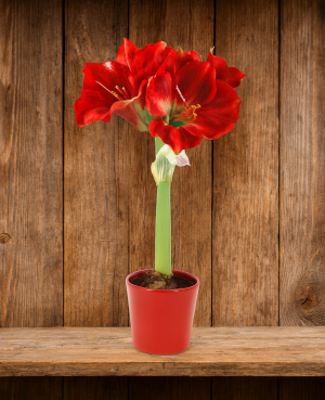 Fotó: FoliFlora