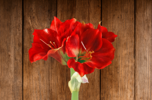 Fotó: FoliFlora