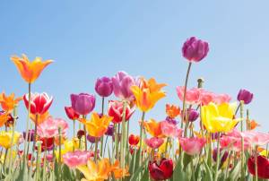 Tulipán